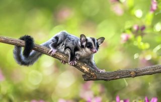 sugar glider on a tree branch